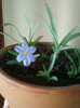 10 mai 2012-flori 003