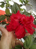 10 mai 2012-flori 004