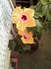 hibi holliday yellow