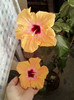 10 mai 2012-flori 015