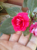 10 mai 2012-flori 021