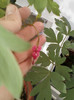 10 mai 2012-flori 010