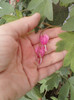 dicentra spectabilis(roz)