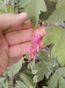 10 mai 2012-flori 009