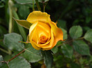 Yellow Miniature Rose (2012, May 11)