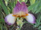 Rosemarie Dream