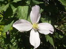 floare de clematis