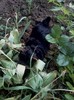 terrier adevarat...
