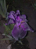 11052012 noaptea e superb