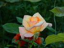 DSCN5009