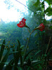 DSCN5026
