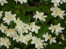 DSCN5046