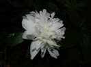 DSCN5050