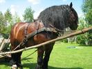 sprzedam_ogier_zimnokrwisty-gniady_81pkt_1_1161576[1]