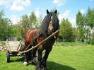 sprzedam_ogier_zimnokrwisty-gniady_81pkt_3_1161576[1]