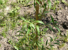 P1320905
