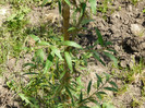P1320906