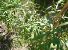 P1320911