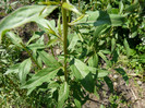P1320932