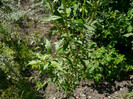 P1320933