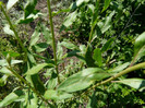 P1320934