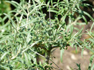 P1320942