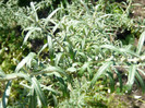 P1320954