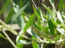 P1320981