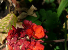 P1320991