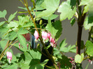P1330002