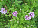 DSCN2593