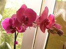 Phalenopsis