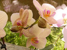 Phalenopsis