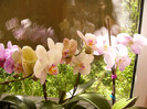 Phalenopsis