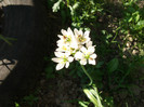Allium 1