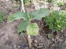 brugmansia maria
