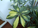 scheflera