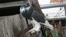 Picture 236