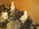 brahma,Minorka,Wiandotte,Playmuth