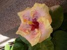 P1130506