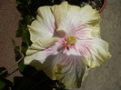 P1130507