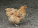 DSC01871