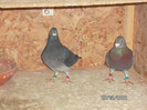 SAM_0655