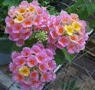 Lantana 2