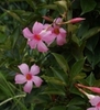 mandevilla