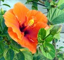 Hibiscus_trandafirul_chinezesc