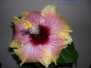 Hibiscus Tahitian Quinn