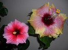 Hibiscus Yoder Camelia  Tahitian Quinn