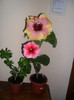 Hibiscus Yoder Camelia+ Tahitian Quinn