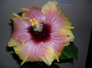 Hibiscus Tahitian Quinn